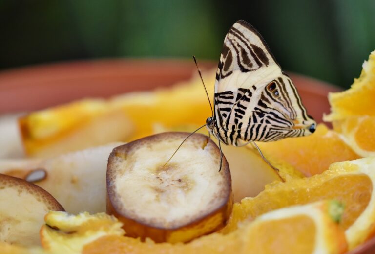 Ethical Considerations in Consumer Food Choices