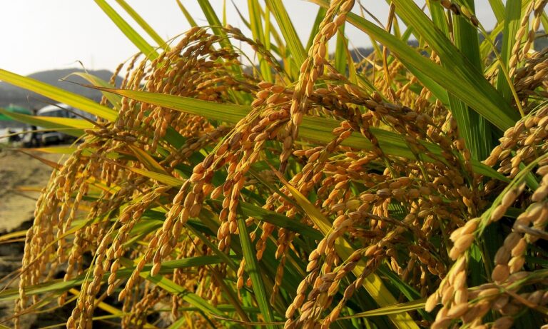 The Potential of Agroecology in Urban Food Production and Security: Gold bet 7, Radhe exchange, 11xplay.online